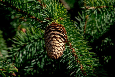 Close-up of pine cone on tree