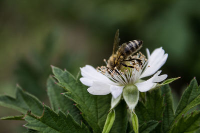 Close-up of bee on flower