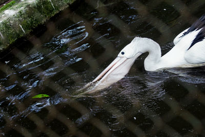 View of duck swimming in lake