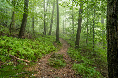 A footpath in the green summer forest with the early morning mist green a mystery among the trees.