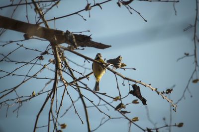 Low angle view of birds perching on branch