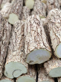 Close-up of mushroom growing on tree trunk