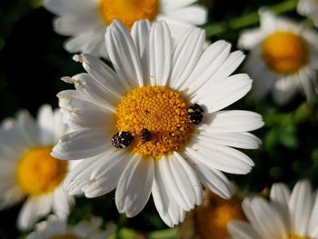 Close-up of insect on white flower