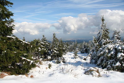 Trees on snow covered land against sky