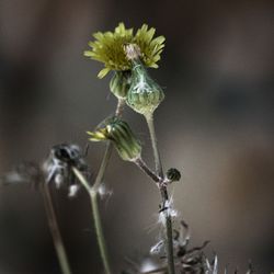 Close-up of flower buds