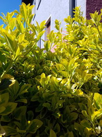 Close-up of yellow plant