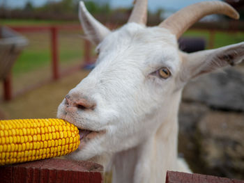 Close-up of white goat eating an ear of corn