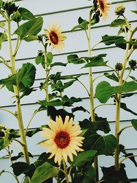 Close-up of sunflower