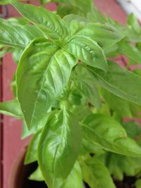 Close-up of green leaves