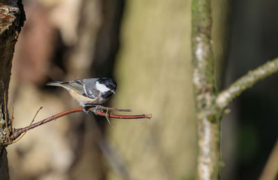 Coal tit, periparus ater, perched on a twig
