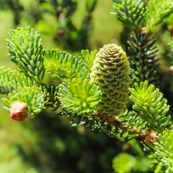 Close-up of pine cone on tree