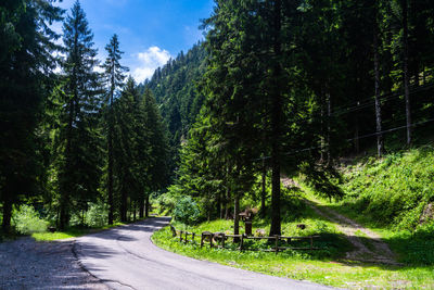 Road amidst trees in forest