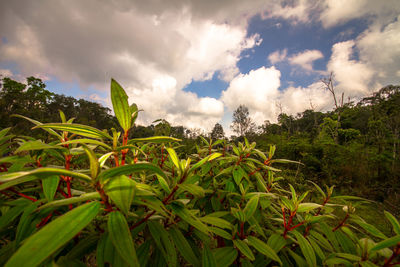 Plants growing on land against sky