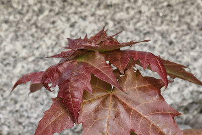 Close-up of maple leaves on plant