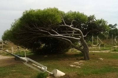 Trees on field against sky in park