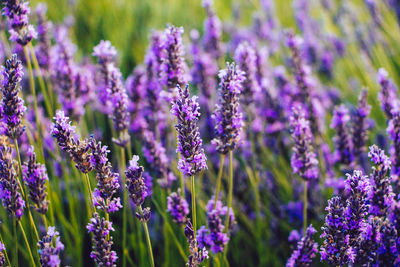 Close-up of purple flowering plants on field