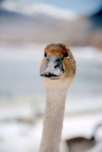 Close-up portrait of ostrich