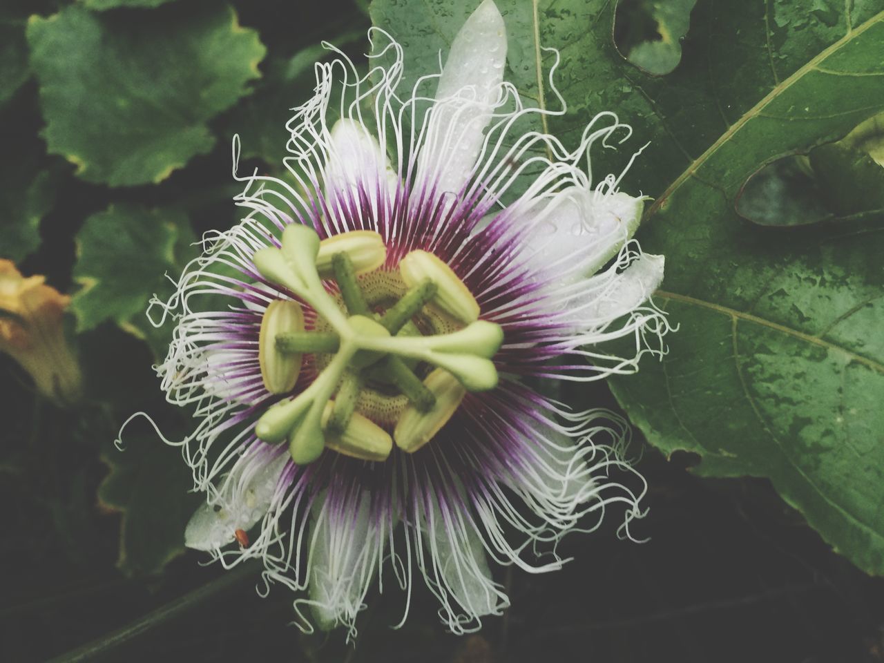 flower, petal, freshness, fragility, flower head, growth, beauty in nature, plant, close-up, blooming, nature, single flower, purple, leaf, in bloom, pollen, high angle view, outdoors, focus on foreground, blossom