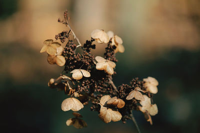 Close-up of wilted flower plant