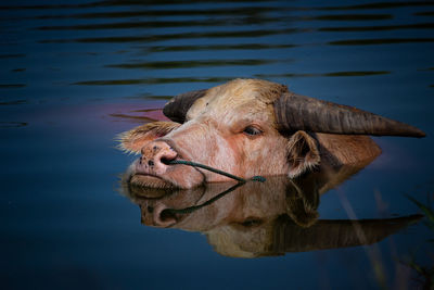 Portrait of buffalo  in lake