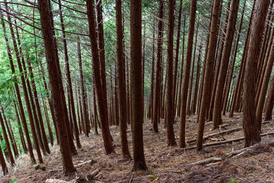 Pine trees in forest