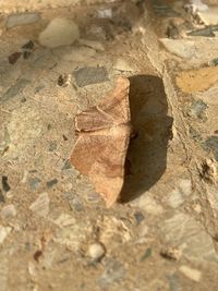 High angle view of dried leaves on field