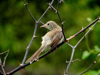 Close-up of bird perching on tree