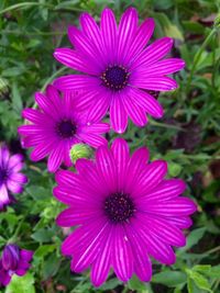 Close-up of purple coneflower blooming outdoors