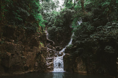 Scenic view of waterfall in forest