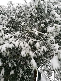 Close-up of frozen plants during winter