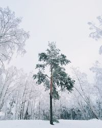 Low angle view of trees against sky during winter