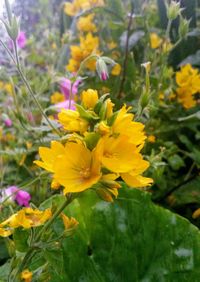 Close-up of yellow flowers blooming outdoors