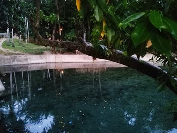 Reflection of trees in lake