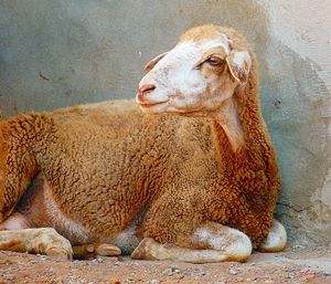 Close-up of sheep