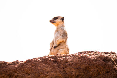 Low angle view of lizard on rock against sky