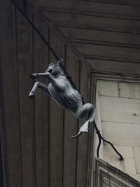 Low angle view of a horse