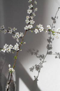 Close-up of white cherry blossoms in spring