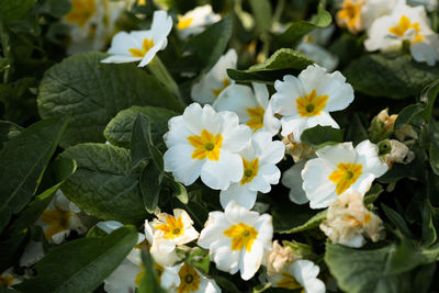 Close-up of white flowering plants