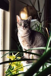 Close-up portrait of a cat