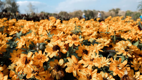 Close-up of flowering plants on field