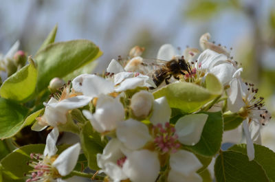 Close-up of bee on white flower