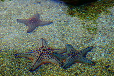 Close-up of fish swimming in sea