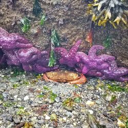 High angle view of starfish on rock