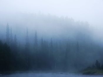 Scenic view of forest during foggy weather