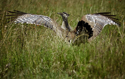 Birds flying in a field