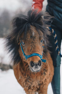 Close-up portrait of a horse