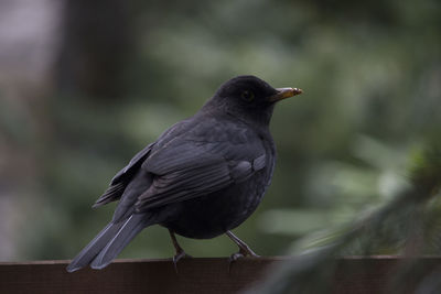 Close-up of bird perching outdoors