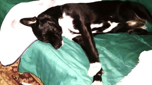 domestic animals