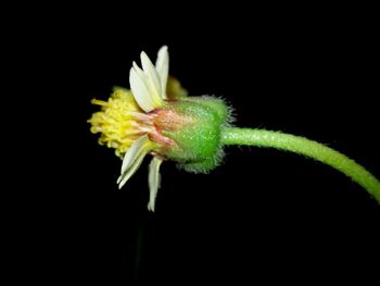 Close-up of flowers over black background