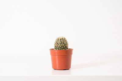 Close-up of potted cactus plant against white background